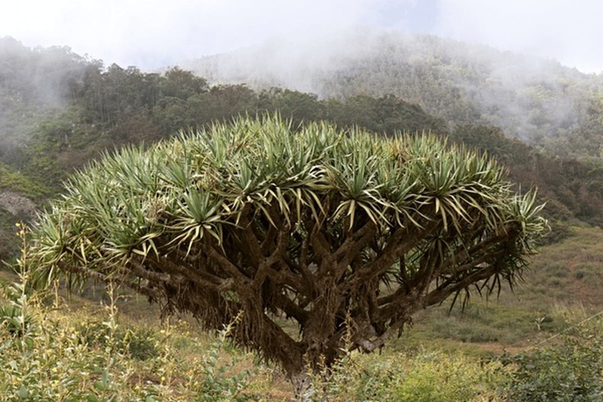 ISI Tourism Cabo Verde