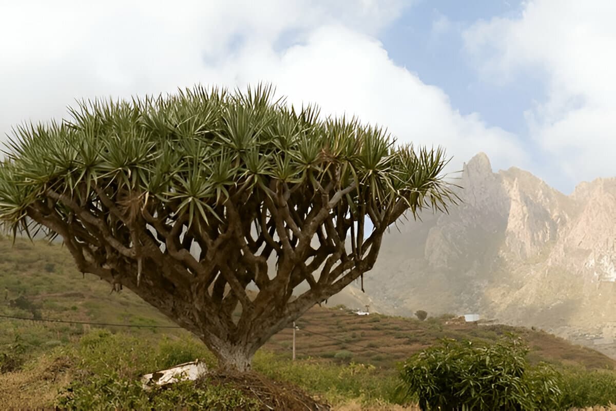 ISI Tourism Cabo Verde